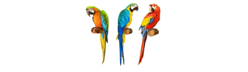 Wall Décor Wall Décor