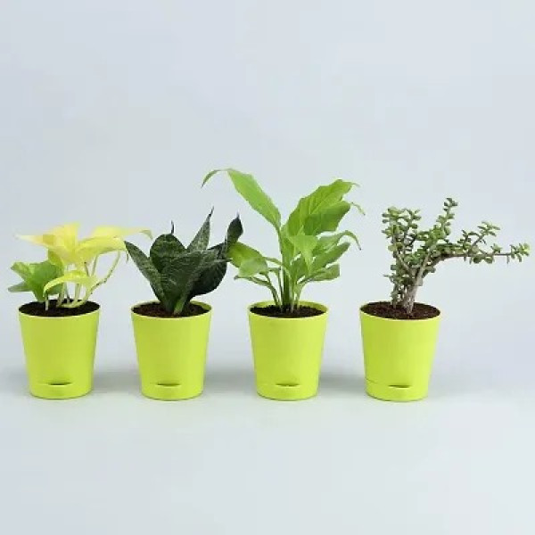 GR-Radha Krishna Self-Watering Planters [Low Budget Product]