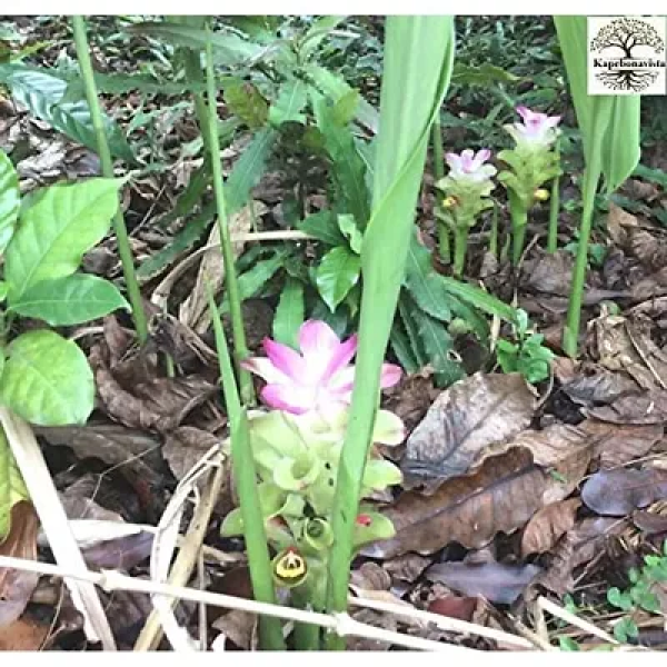 GR-Kapebonavista - The Enchanting Wild Turmeric Pl...