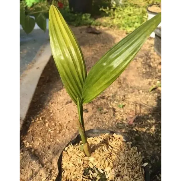 GR-Trendy Betel Nut Plant - Grafted [Premium Produ...