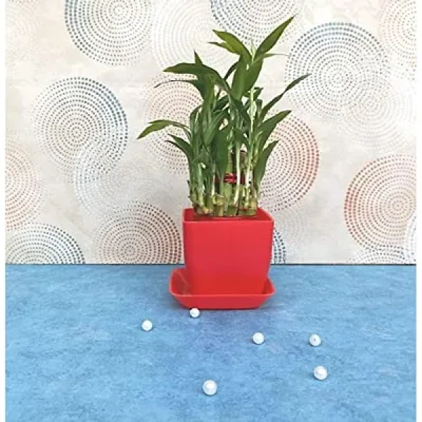 GR-Guuchuu 2-Layer Lucky Bamboo Plant with Pot - A...