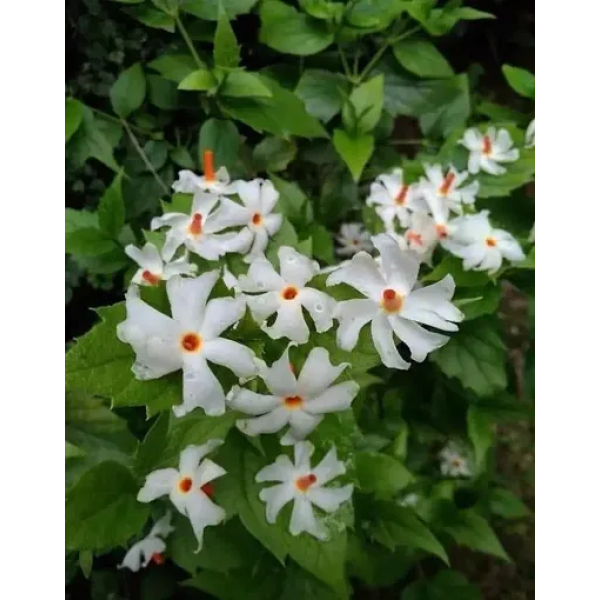 GR-Trendy Shuli Flower Hybrid Plant Grafted[Premiu...