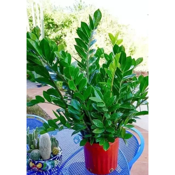 GR-Trendy Zz Plant - Hybrid - Grafted [Premium Pro...