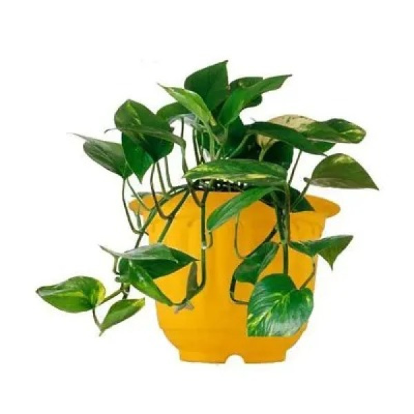 GR-Premium Jasmine Plastic Pots for Gardening - Set of 4, Assorted Colors Pots[Premium Product]      