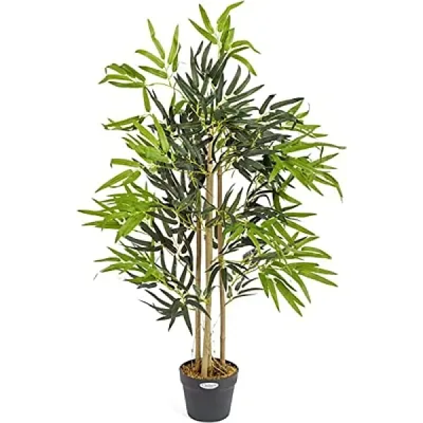 GR-Golden Chinese Bamboo: A Stunning Indoor and Ou...