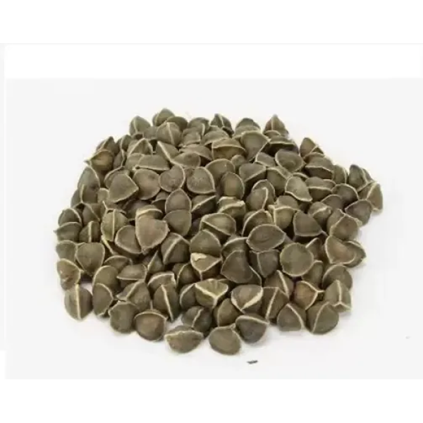 GR-Drumstick SEEDS Seed 30 per packet Plants, Seeds & Bulbs [Premium Product] 