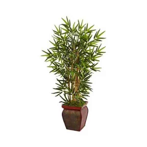 GR-Exquisite Golden Chinese Bamboo Plant: A Rare L...