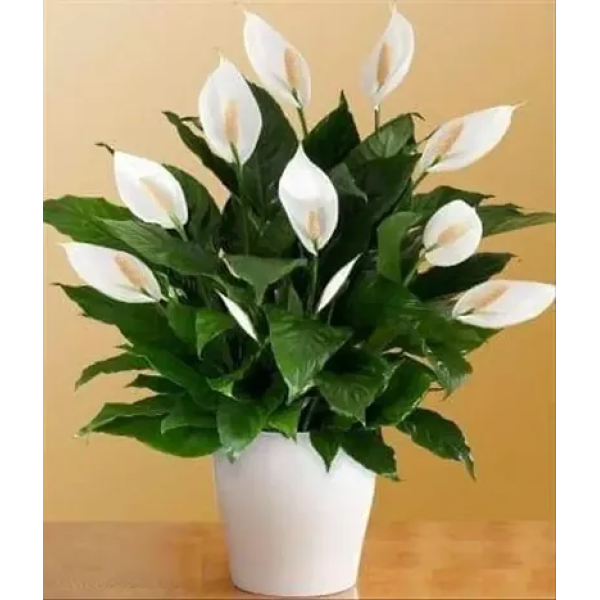 GR-Trendy Beautiful Lily Plant - Hybrid Plant - Pa...