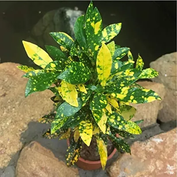 GR-Kapebonavista Codiaeum Variegatum Gold Star Cro...