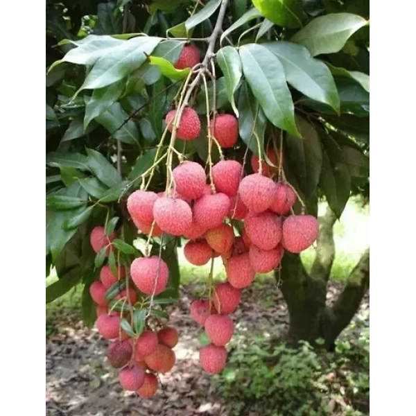  GR-Trendy Litchi: The Hybrid Plant Revolutionizing Horticulture through Grafting [Premium Product] 